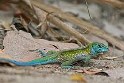 Is a Pet Lizard Right for Me